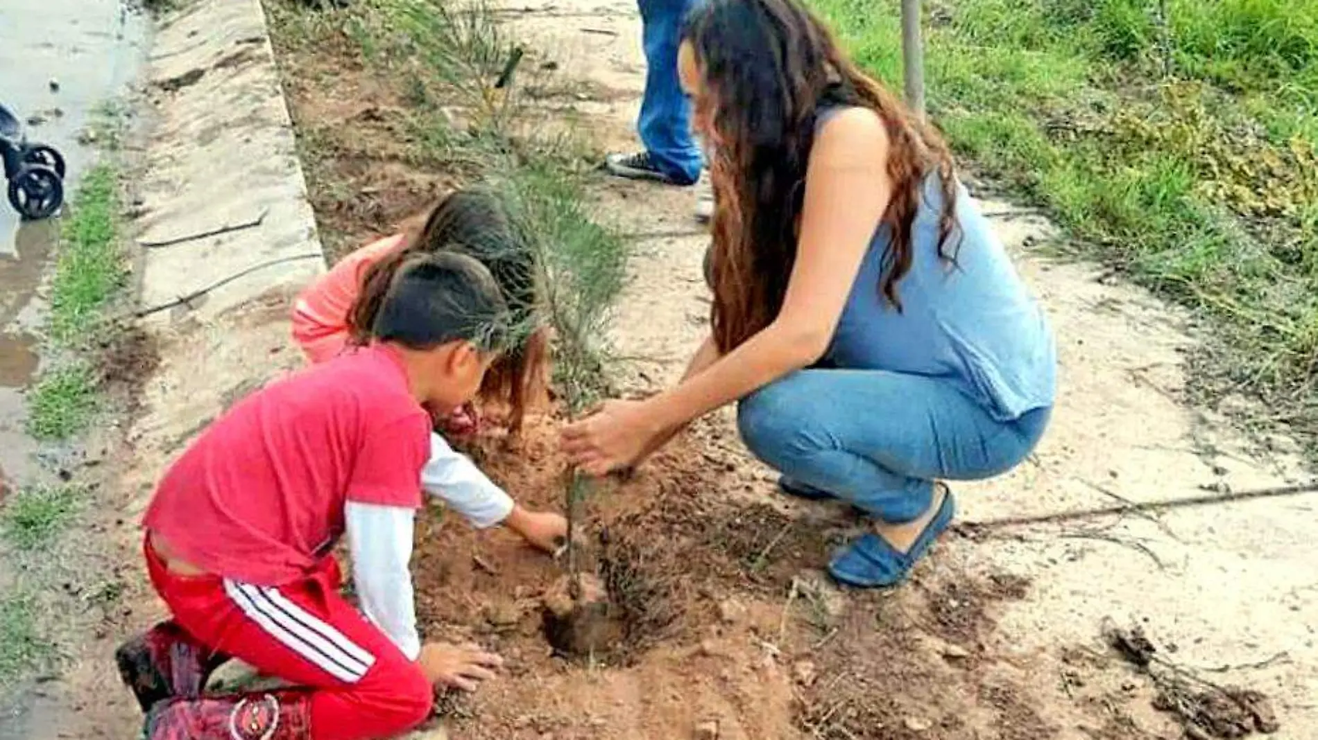 plantacion de arbol